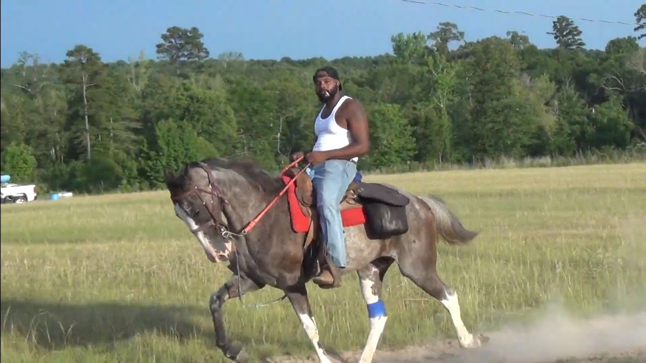 Flashy Blue Roan Tennessee Walking Horse (BMS 2022)