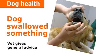 Dog swallowed something stuck in throat - Vet Advice