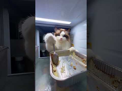 Cat Couldnt Resist It😂😸 #shorts #funny #relatable