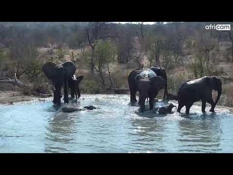 Elephant Breeding Herd at Rosie's Pan