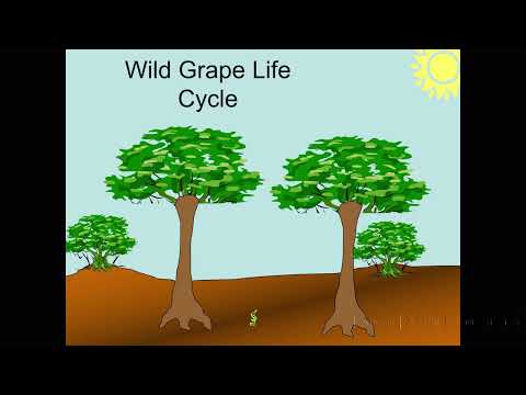 Winemaking for Dummies