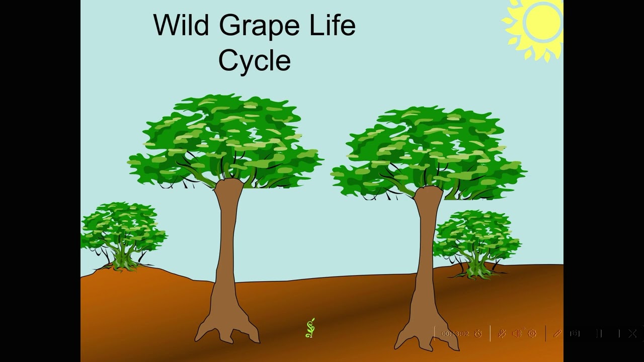 Winemaking for Dummies