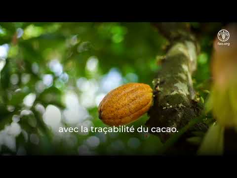 AIM4Commodities (Accélérer le suivi innovant des forêts et des commodités)