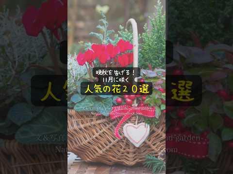  10月に植える花の咲く低木はどれですか?庭の秋の風景に関するトップ 5 のアイデア  庭園