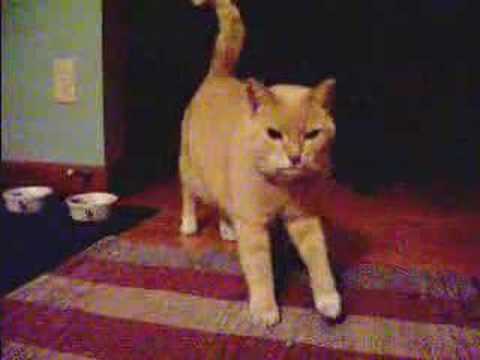 Cat: Introducing Chanelle