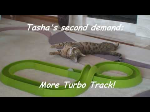 On Strike! Starring Tasha and Tito, The Funny Movie Star Cats