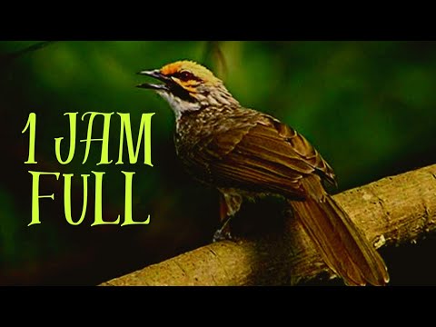 🔴 Full 1 Jam❗Suara Burung Cucak Rowo❗Sangat Cocok Buat Pancingan❗#cucakrowo