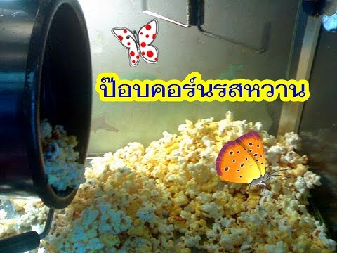 ระคายเคืองสำหรับโรคผิวหนังและกลาก Streptoderma และโรคสะเก็ดเงินเดียวกัน
