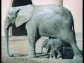 Elephant Single Trumpet