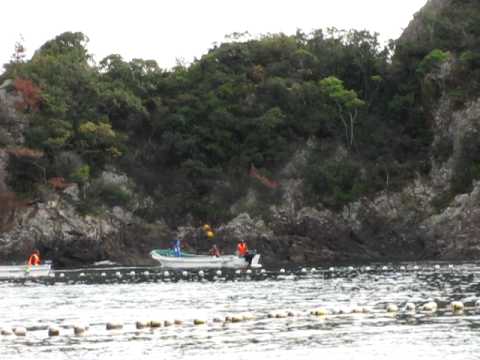 Final moments before slaughter - The Cove, Taiji (11/30/10)