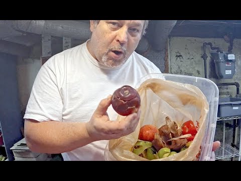 Two of my 3 red wiggler worm bins fed - vermicomposting