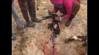 محاولة انقاذ توأم ماعز تجمدت بسبب الصقيع في قرية المفقرة أقصى جنوب الخليل 10-1-2015