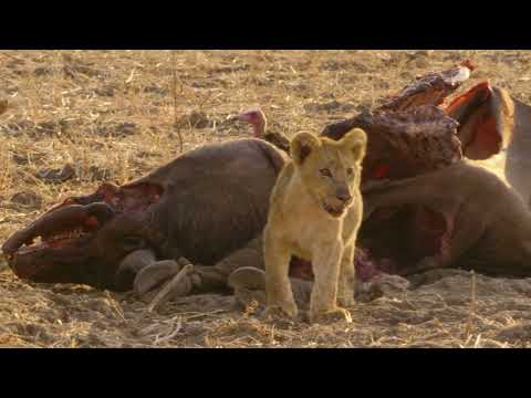 Africas Hunters - The Lost Prince