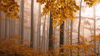 Humble Yourself - Kelly Willard