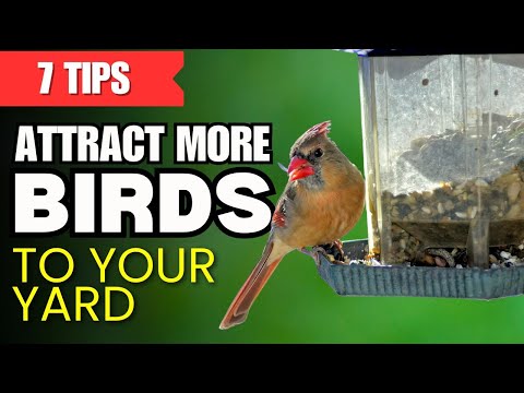 7 BASIC Tips to Attract More Birds to Your Yard