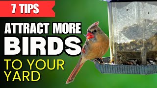 Download lagu 7 Tips Penting untuk Menarik Lebih Banyak Burung ke Halaman Anda mp3 Download lagu 7 Tips Penting untuk Menarik Lebih Banyak Burung ke Halaman Anda mp3