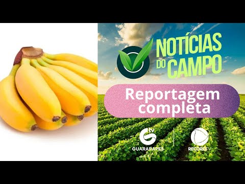 BANANA BRS MAÇÃ POMBOS PE  PGM NOTÍCIAS DO CAMPO TV GUARARAPES RECORD N176  26 04 26