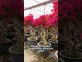 How to grow bougainvillea as a bonsai?
