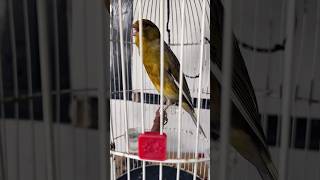 Download lagu burung kenari isian sogon #kenari #burung #kenarigacor #sogon #canary #belgacantandomuito mp3