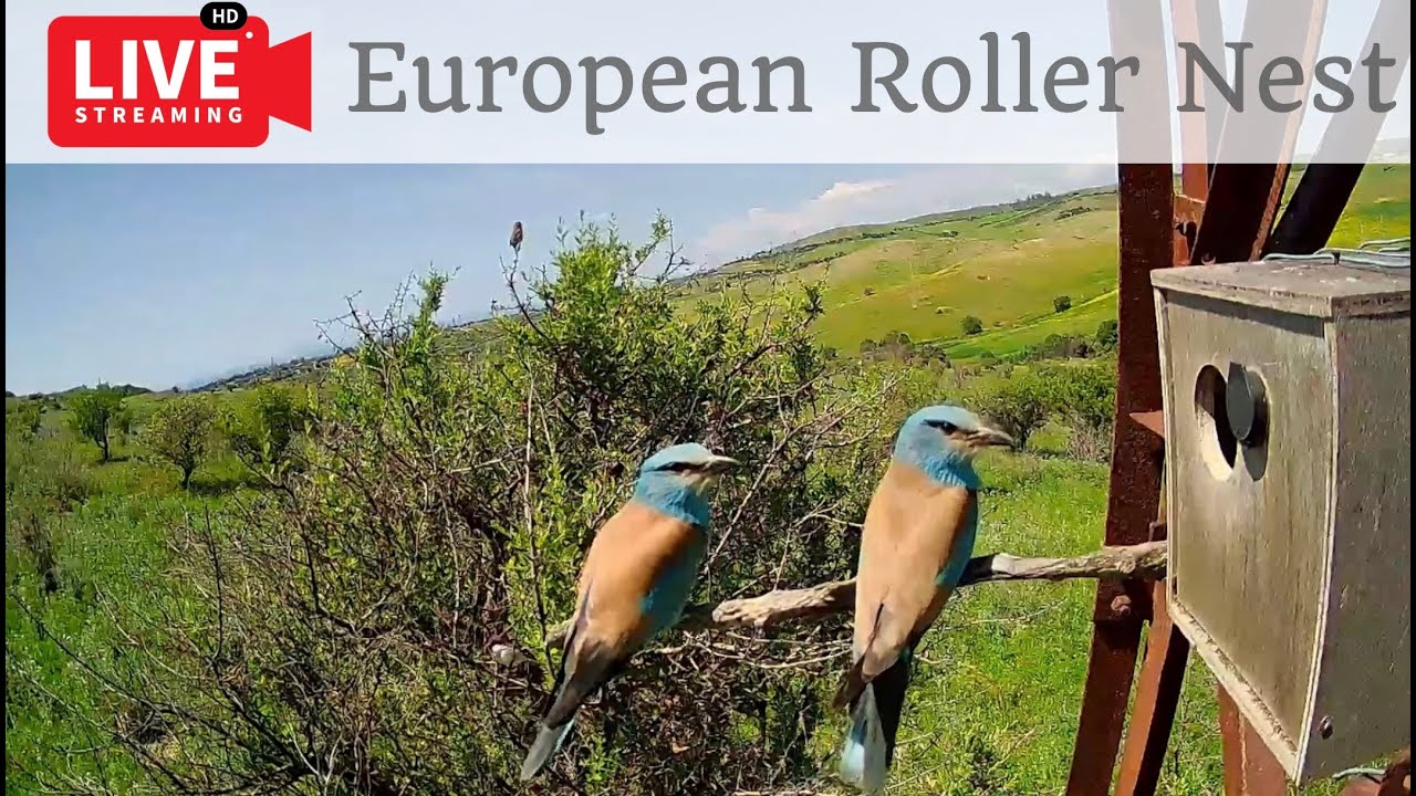Birdcam.it - Live European Roller Nest - Outside camera
