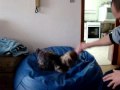 Pega Brinque Com Seu Cão