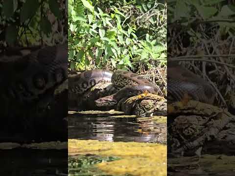 Encontro impressionante no MS: jovem registra sucuri e jacaré durante passeio! 😮🐍