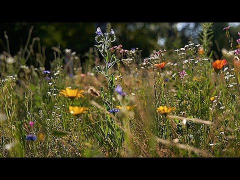 Studieninfo LIVE – FYI:Landwirtschaft 5.0