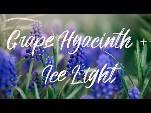 Grape Hyacinth Shoot with the Ice Light! Free Preset!
