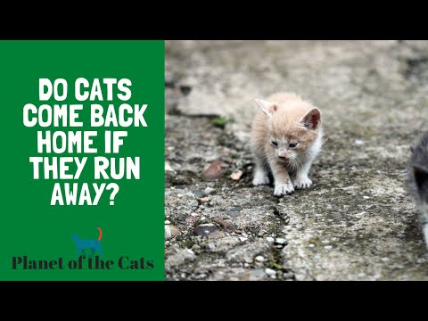 YouTube video about: When I pspsps at a cat and it runs away?