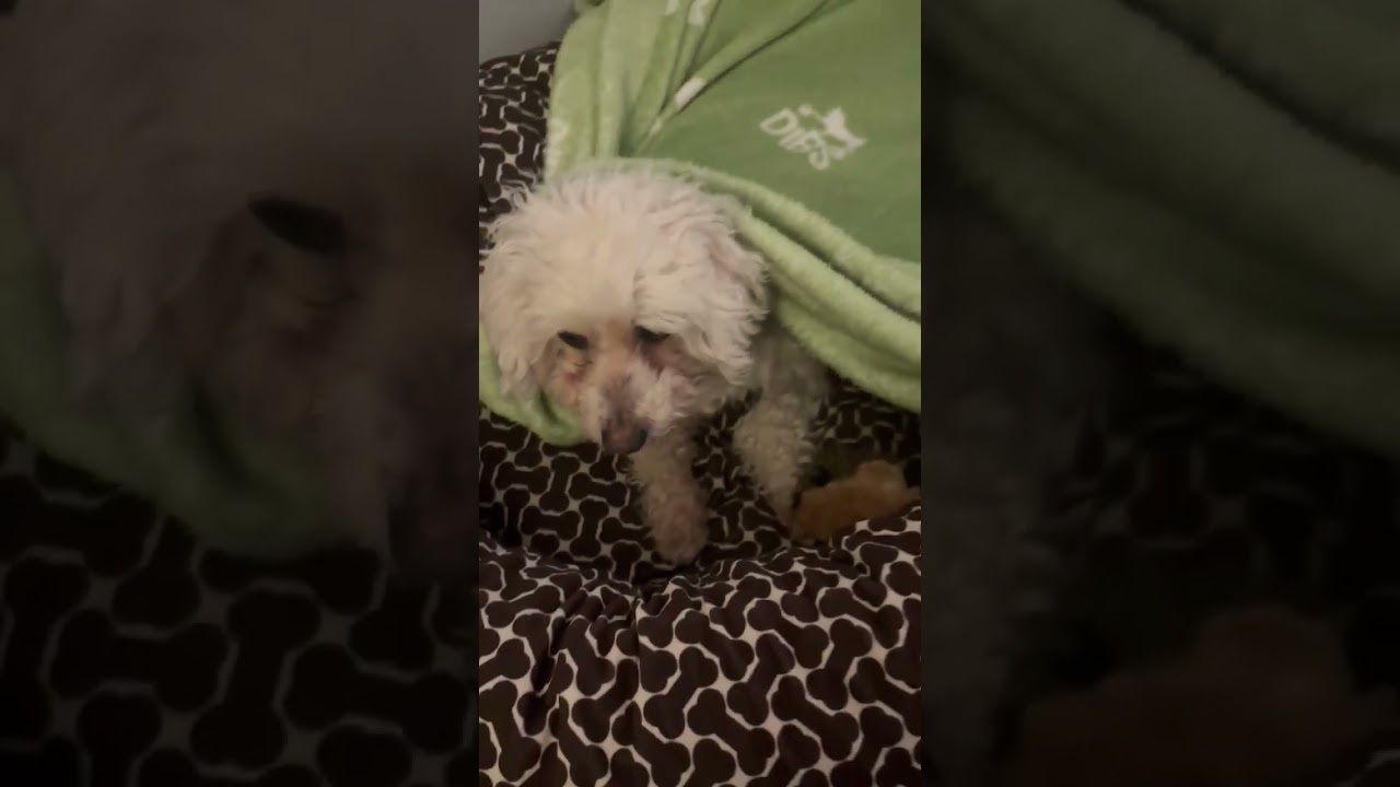 Enlarge Ernie, a ADOPTABLE mixed breed in Aurora, ON video 6/6