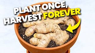 Grow ENDLESS Ginger At Home From Store Bought Ginger