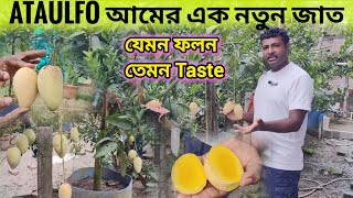 ATAULFO  আম ছাদ বাগানের জন্য সেরা একটি জাত। mexican ataulfo mango total review.