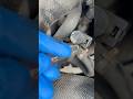 A easy way to remove the transmission dipstick