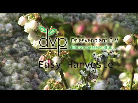 Easy Harvester - Driessen Blueberries B.V.