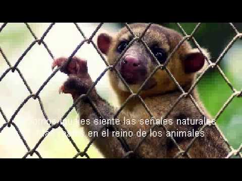 Instinto Animal  - ZPU con Esther Ovejero / Video y Letra (Doce Lunas 2013)