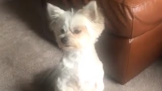 Hungry dog growls and begs for leftovers