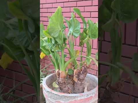 Karan Singh Thinking out of the box