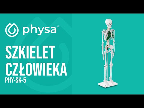 Video - Szkielet człowieka - model anatomiczny - 85 cm