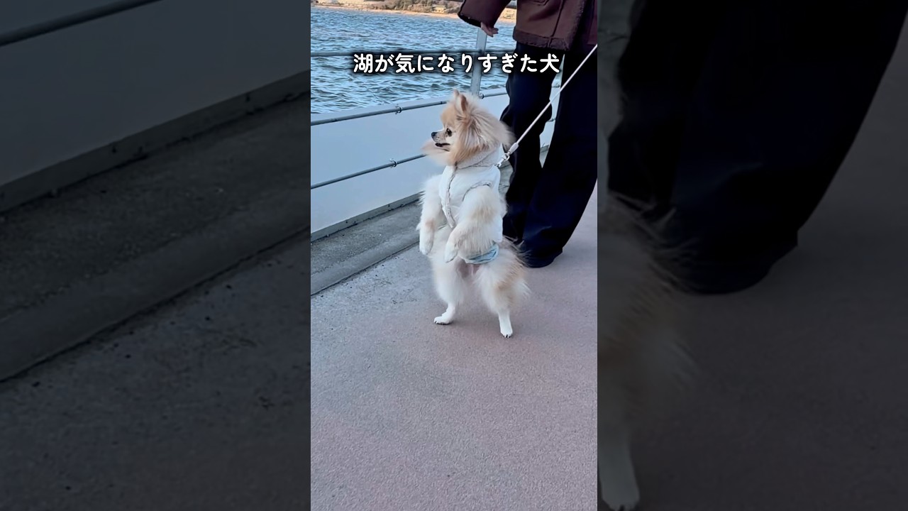 湖が気になりすぎて二足歩行になる犬🐶