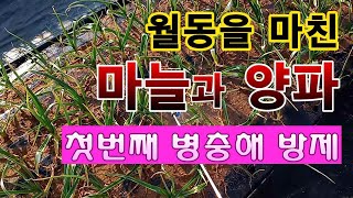 [텃밭농부. 1,340]  월동한 마늘과 양파에 첫번째 병충해 방제 #마늘재배 #양파재배