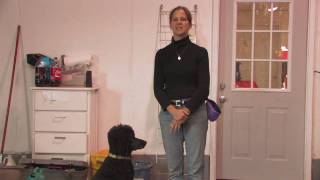 Dog Training : How to Train Your Dog Not to Bark