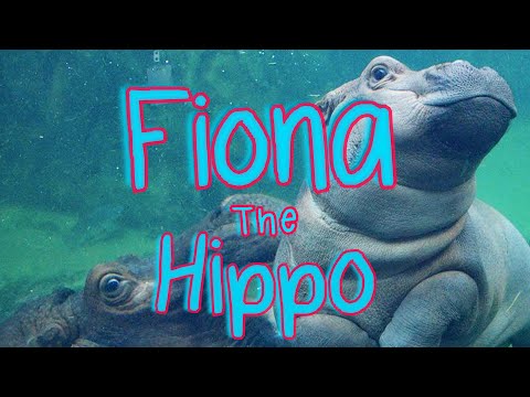 ✭ Fiona the Baby Hippo ✭