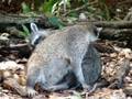 Adorable Racoons