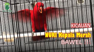 Download lagu Suara Kicau Burung Nuri Maluku kepala merah/Red Lory mp3