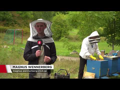 Fuskhonung hotar svensk biodling - Nyheterna (TV4)