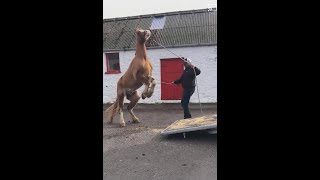 How to trailer a frightened horse