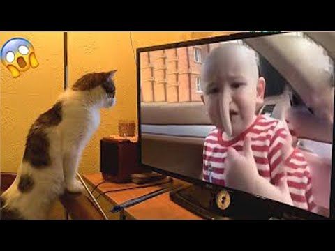 Funny Animal 😺 Videos  Funny Angry😺  Cats Compilation 2022#4