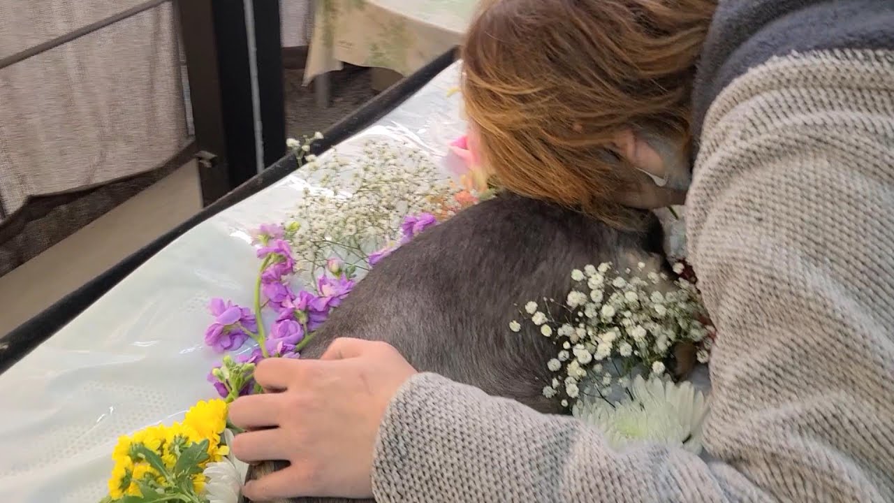 ダックスフンドにん太とのお別れ～最期の看取りと立会火葬