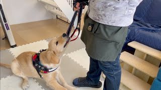 What to do if you bite a lead & What to do if rampage during a walk【Golden retriever puppy】
