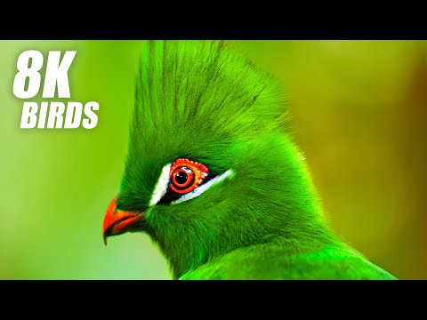 Aprecia Esta Colección De Aves Hermosas En Un Video Ultra HD
